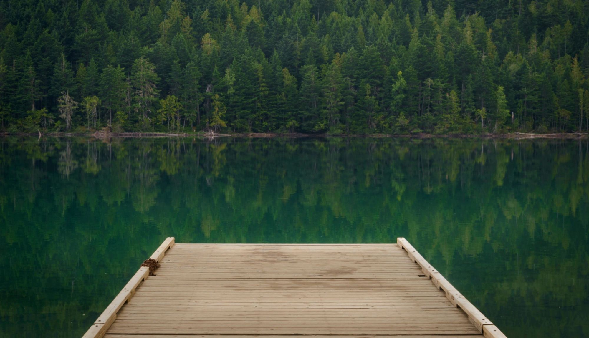 A wooden dock on a still green lake below the forest