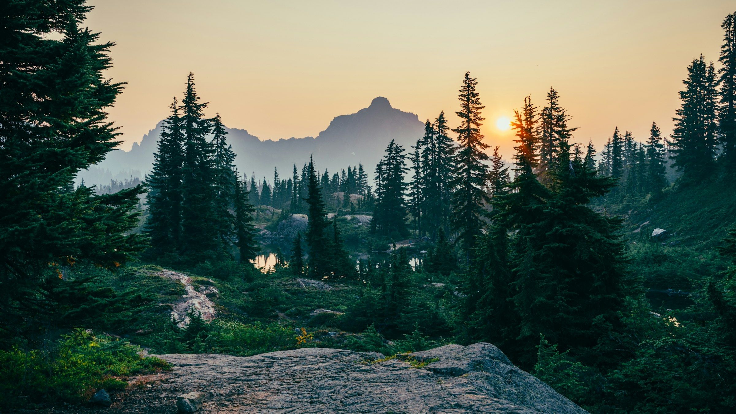 Forest landscape