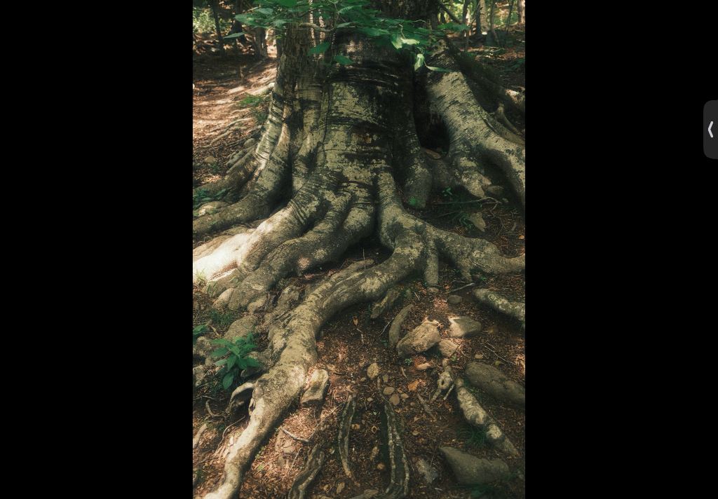 Tree roots