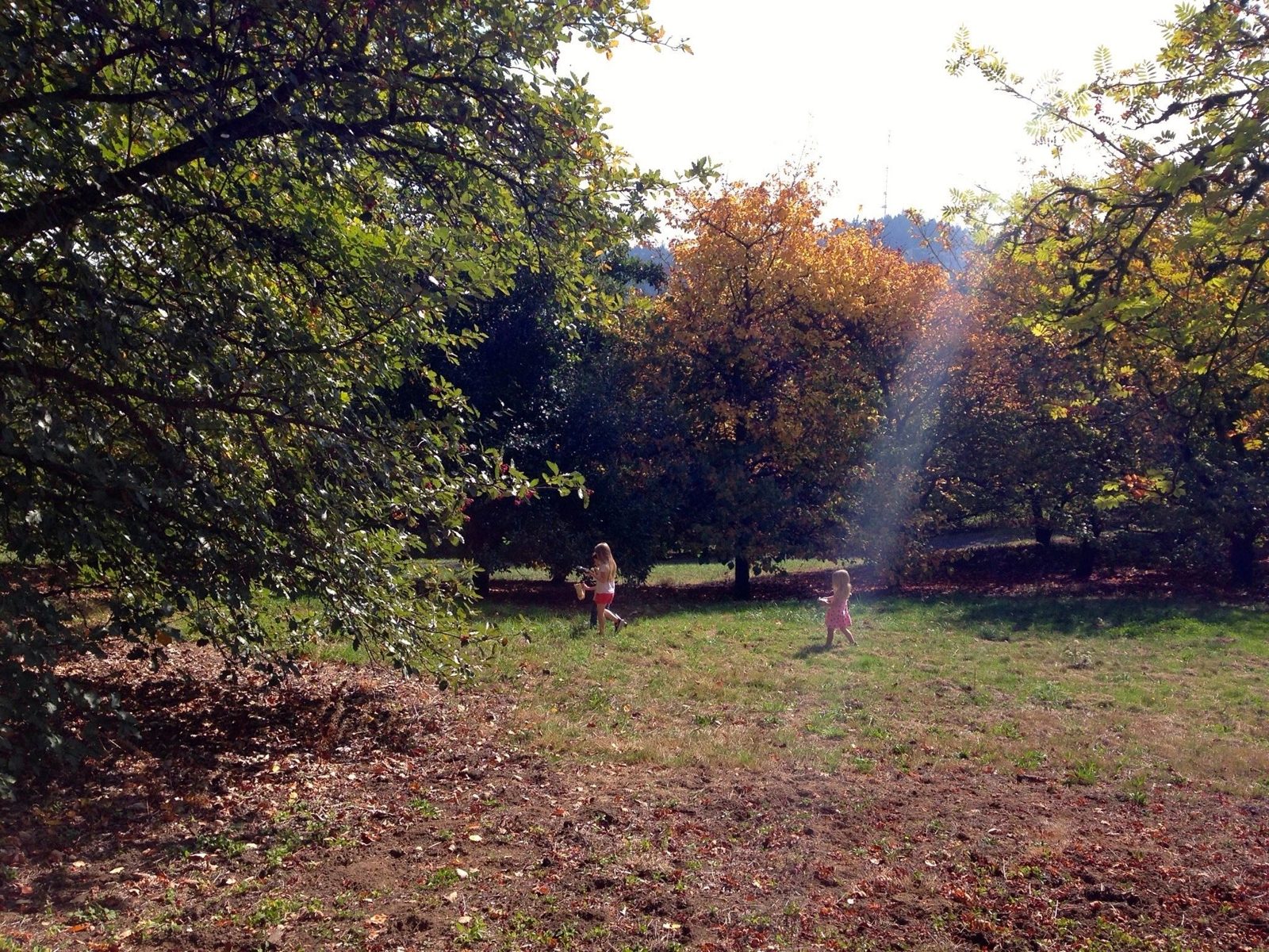 Two children running across a sunlit meadow at the forest edge